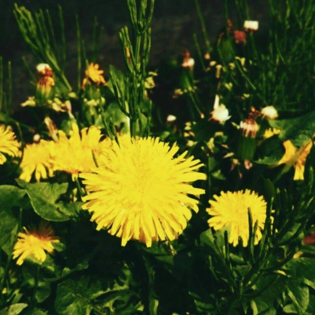 Dandelion kuning iPhone8Plus Wallpaper