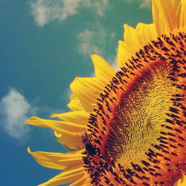 Bunga matahari bunga matahari iPhone8Plus Wallpaper