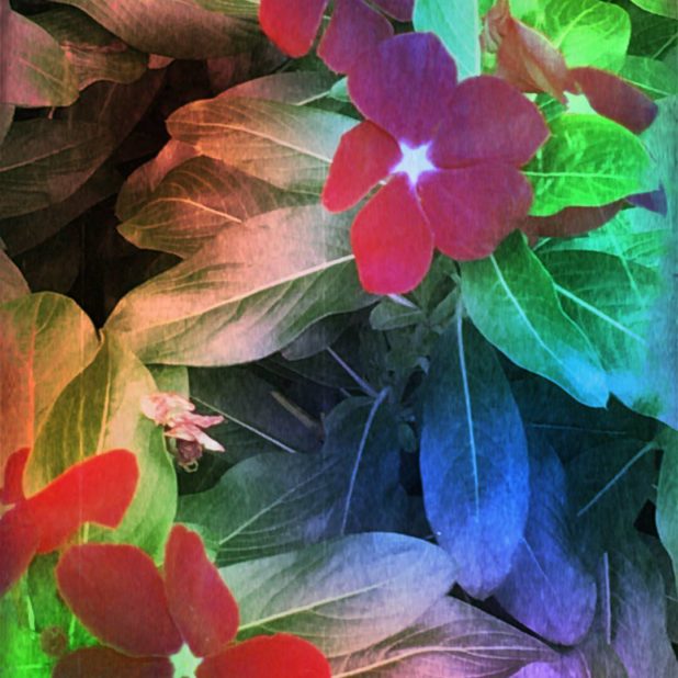 Daun bunga iPhone8Plus Wallpaper