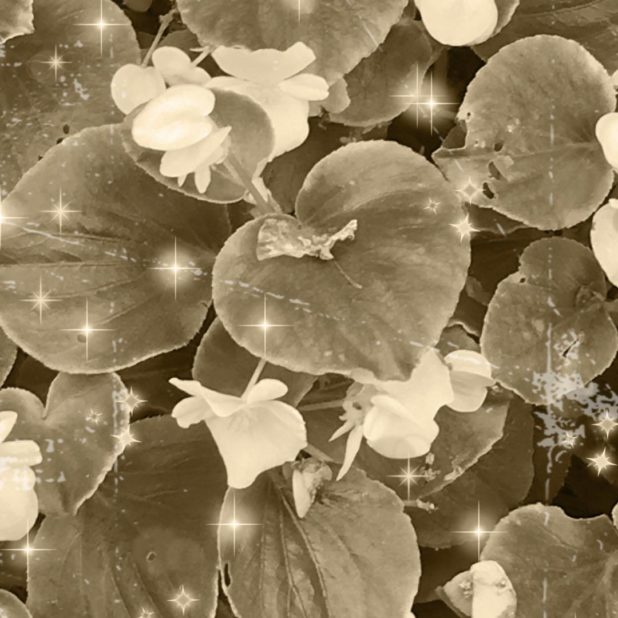 Bunga sepia iPhone8Plus Wallpaper