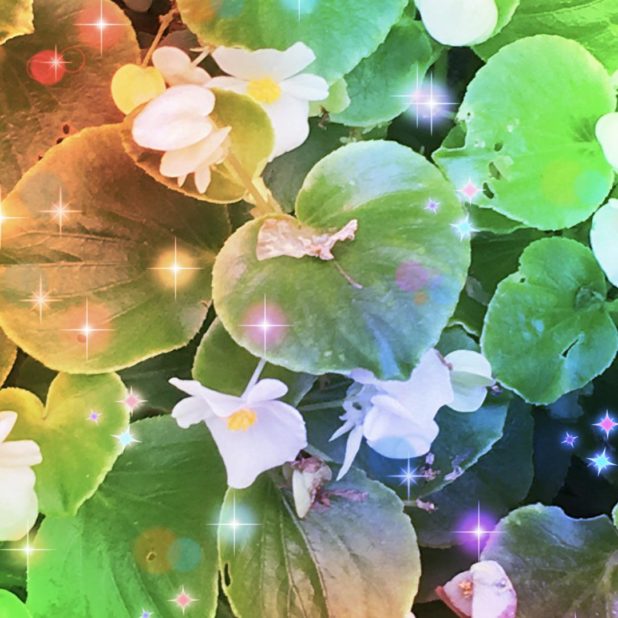Cahaya bunga iPhone8Plus Wallpaper