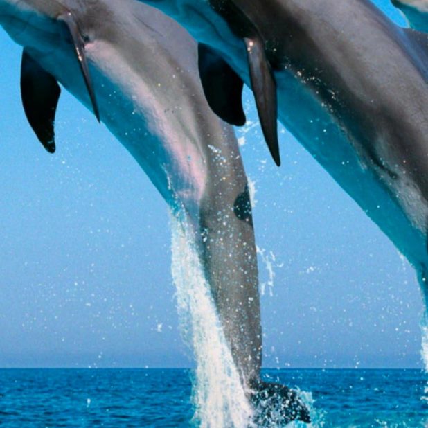 lumba-lumba hewan iPhone8Plus Wallpaper