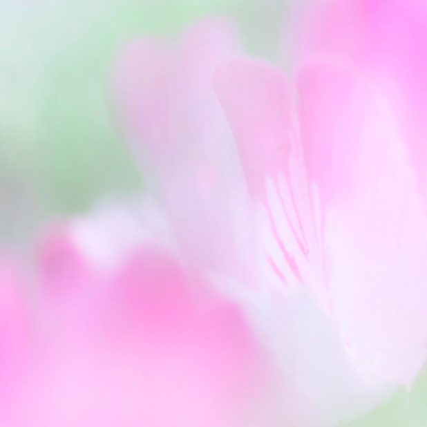 bunga alami ungu iPhone8Plus Wallpaper