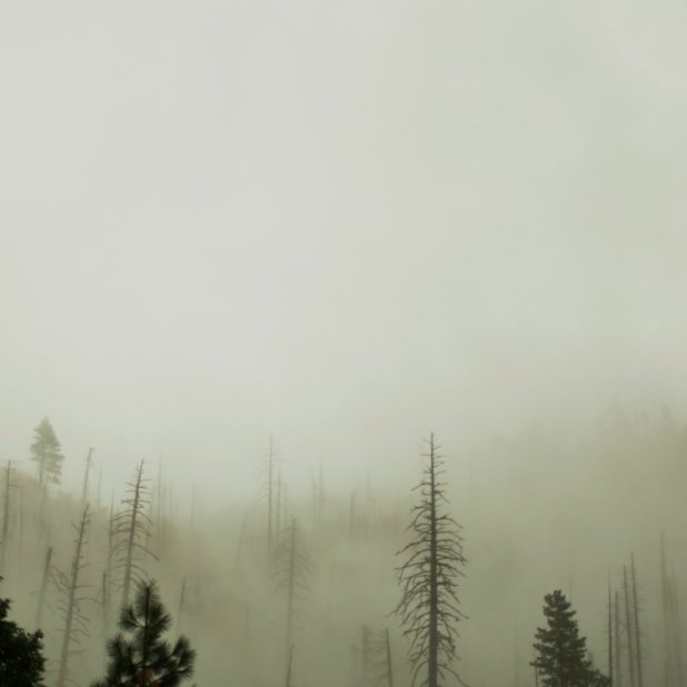 lanskap hutan gelap iPhone8Plus Wallpaper