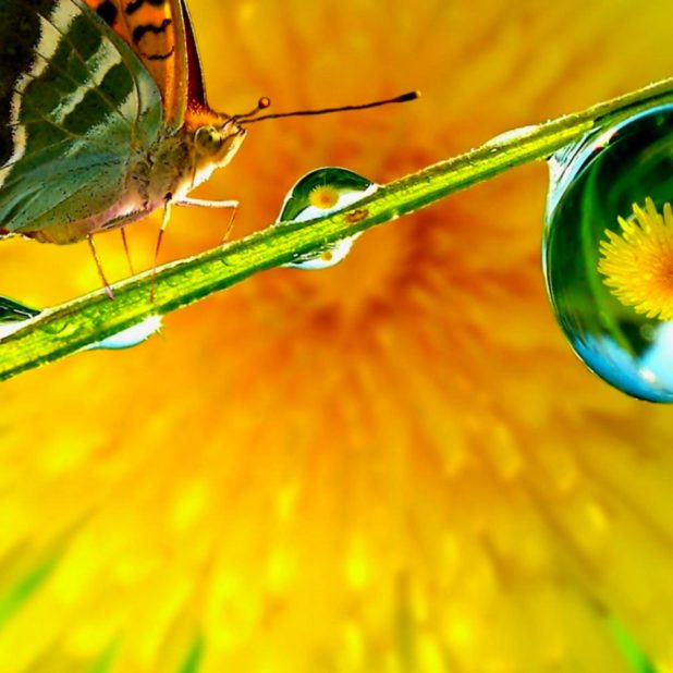 Kupu-kupu blur kuning iPhone8Plus Wallpaper