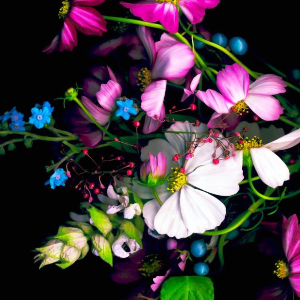 warna-warni bunga hitam iPhone8Plus Wallpaper