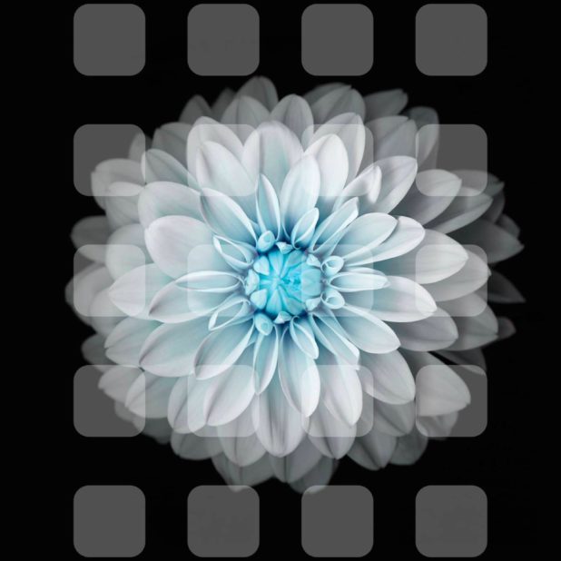 Hitam-putih rak bunga iPhone8Plus Wallpaper
