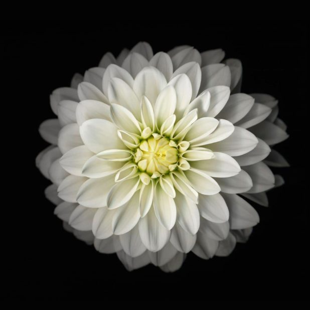 bunga hitam-putih iPhone8Plus Wallpaper