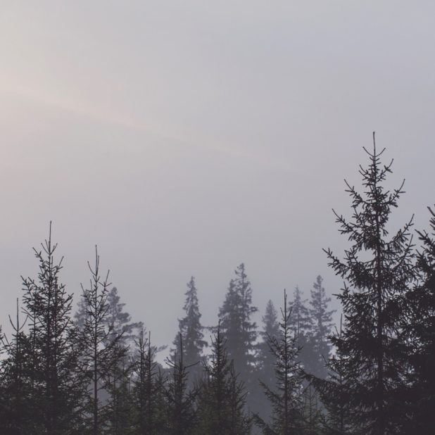 langit hutan lanskap iPhone8Plus Wallpaper