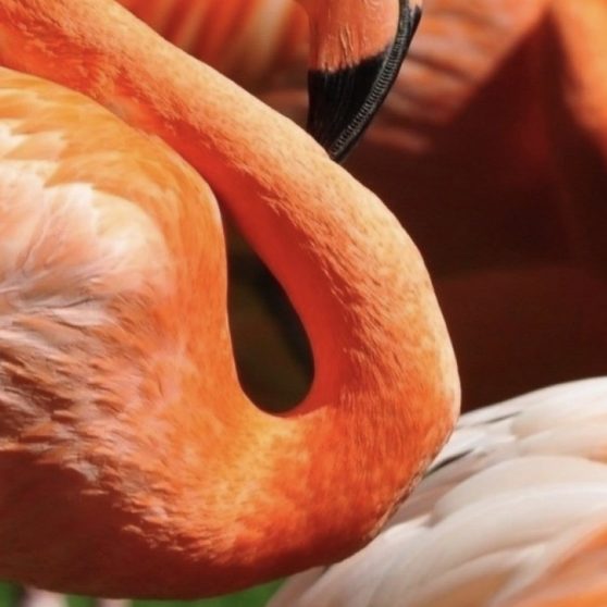 Hewan Flamingo iPhoneX Wallpaper