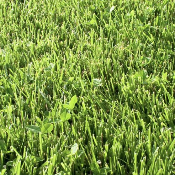 hijau rumput alam iPhoneX Wallpaper