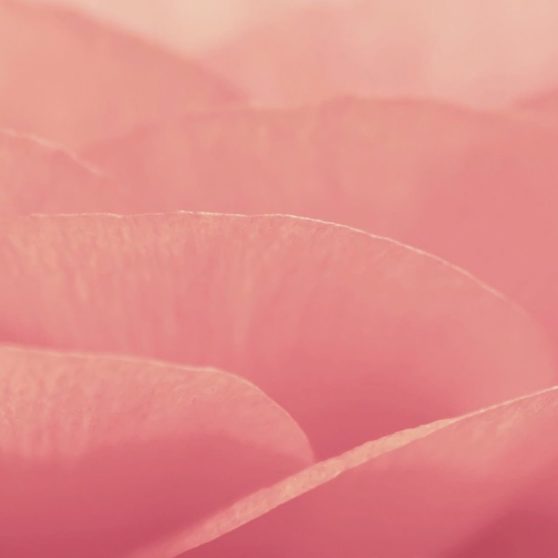 bunga merah muda alami iPhoneX Wallpaper