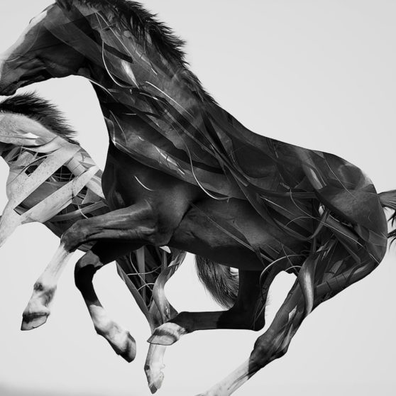 kuda hewan iPhoneX Wallpaper