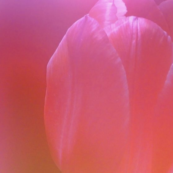 merah bunga alami iPhoneX Wallpaper