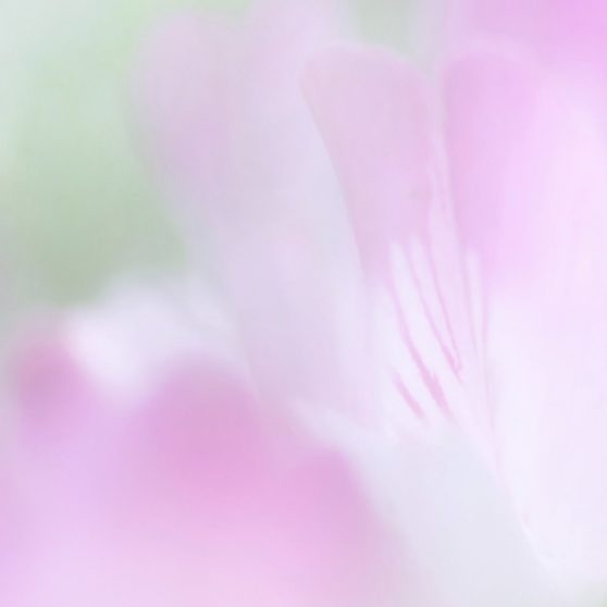 bunga alami ungu iPhoneX Wallpaper