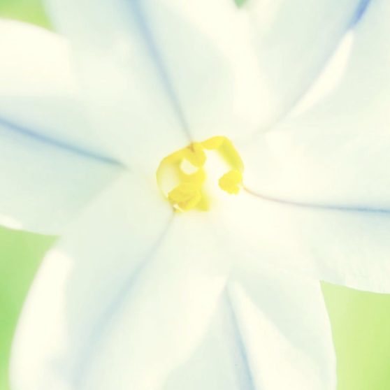 putih bunga alami iPhoneX Wallpaper