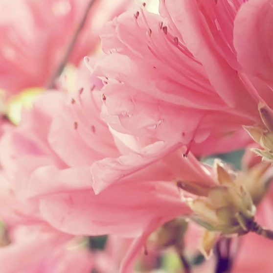 bunga merah muda alami iPhoneX Wallpaper
