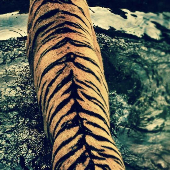 harimau hewan iPhoneX Wallpaper
