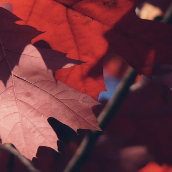 daun musim gugur merah alami iPhoneX Wallpaper
