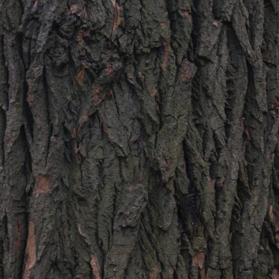 pohon lanskap iPhoneX Wallpaper