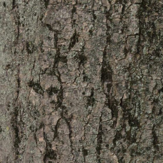 Lumut-lumut pohon coklat hijau iPhoneX Wallpaper