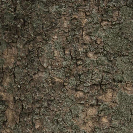 Lumut-lumut pohon coklat hijau iPhoneX Wallpaper