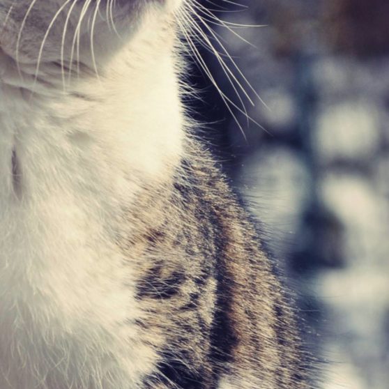 Cat blur hewan iPhoneX Wallpaper