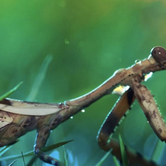 Mantis serangga blur iPhoneX Wallpaper