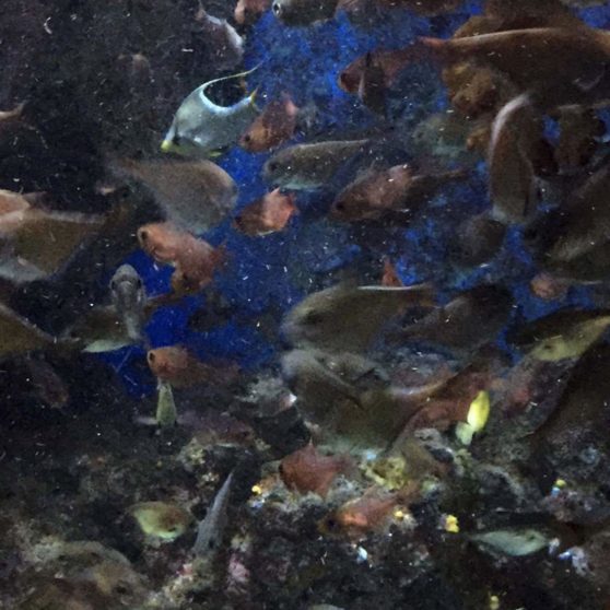 ikan tropis hewan kelompok air tropis Taman iPhoneX Wallpaper