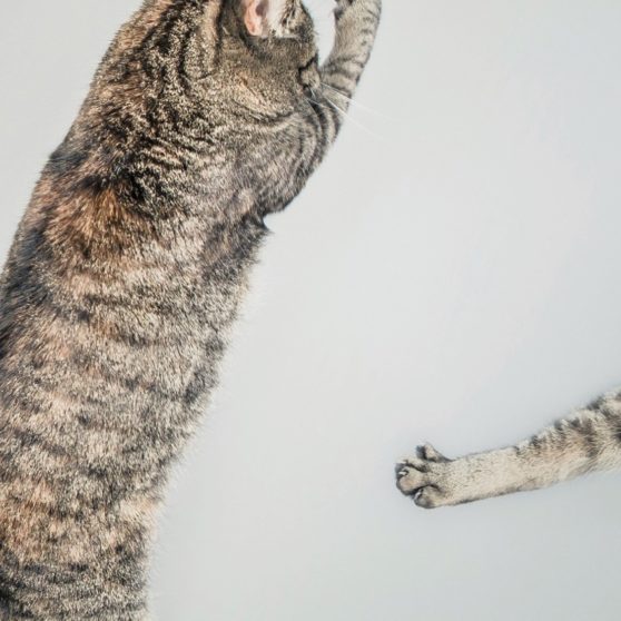 kucing hewan melompat iPhoneX Wallpaper