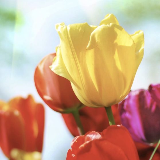 Bunga tanaman berwarna-warni iPhoneX Wallpaper
