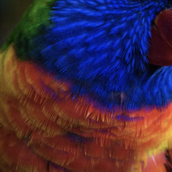 Burung hewan biru warna-warni iPhoneX Wallpaper