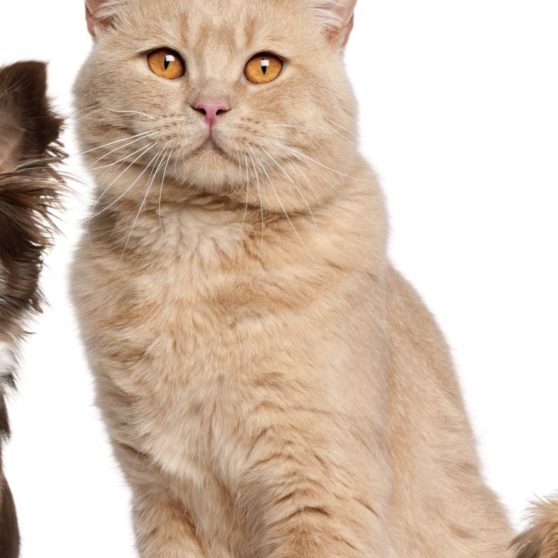 wanita-ramah hewan kucing anjing iPhoneX Wallpaper