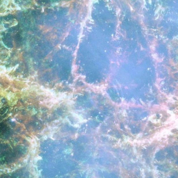 terumbu karang hewan iPhoneXSMax Wallpaper