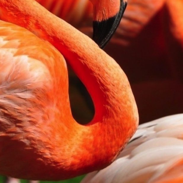 Hewan Flamingo iPhoneXSMax Wallpaper