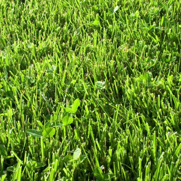 hijau rumput alam iPhoneXSMax Wallpaper