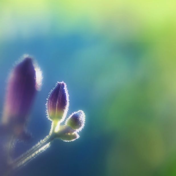 bunga alami ungu iPhoneXSMax Wallpaper