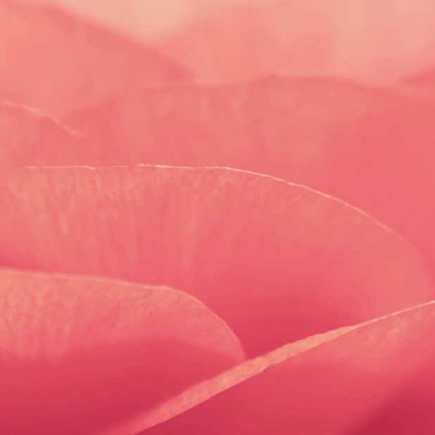 bunga merah muda alami iPhoneXSMax Wallpaper
