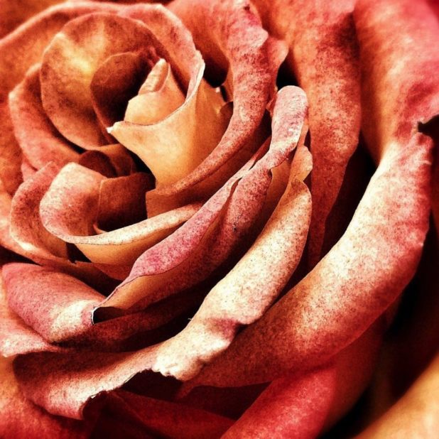 merah bunga alami iPhoneXSMax Wallpaper