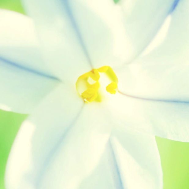 putih bunga alami iPhoneXSMax Wallpaper