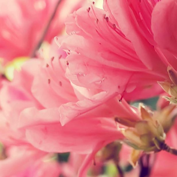 bunga merah muda alami iPhoneXSMax Wallpaper