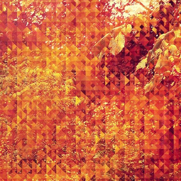 pola oranye iPhoneXSMax Wallpaper