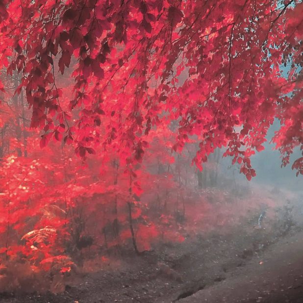 pemandangan musim gugur daun merah iPhoneXSMax Wallpaper