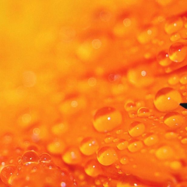 oranye bunga alami iPhoneXSMax Wallpaper