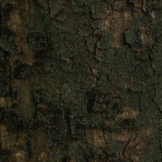 Lumut-lumut pohon coklat hijau iPhoneXSMax Wallpaper