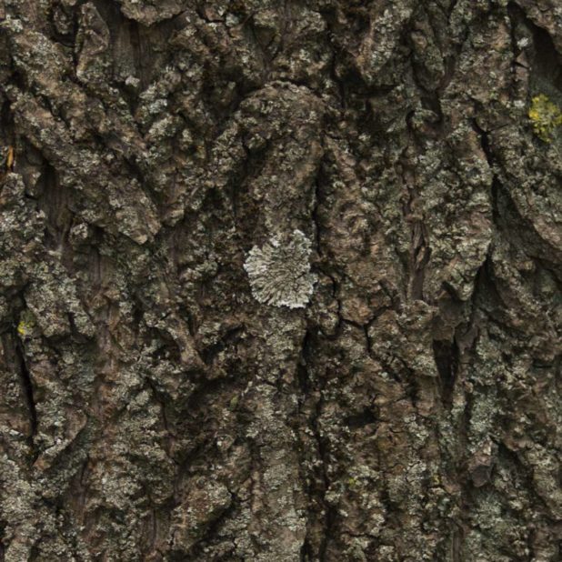 Lumut-lumut pohon coklat hijau iPhoneXSMax Wallpaper