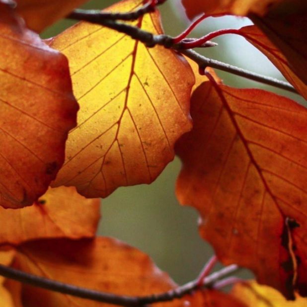 Autumn Leaves Alam iPhoneXSMax Wallpaper