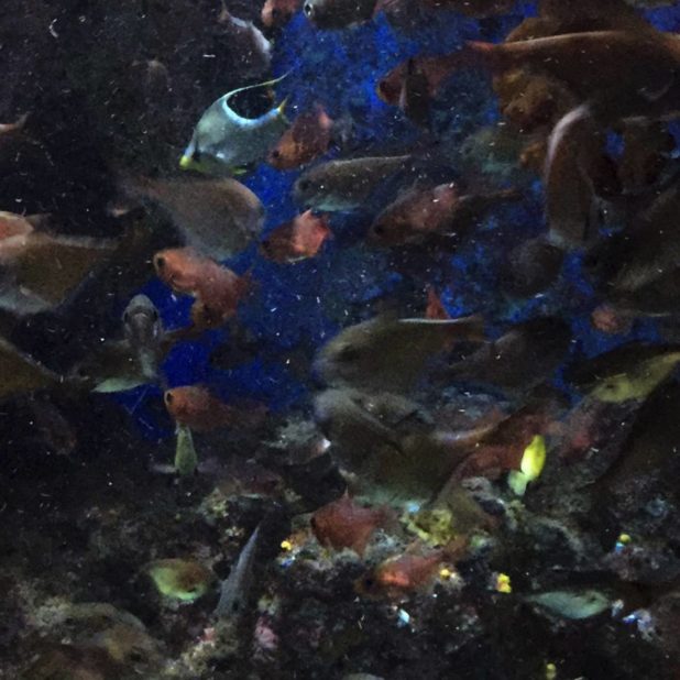 ikan tropis hewan kelompok air tropis Taman iPhoneXSMax Wallpaper
