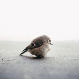 動物小鳥の iPad / Air / mini / Pro 壁紙