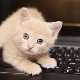 猫動物女子向けキーボードの iPad / Air / mini / Pro 壁紙